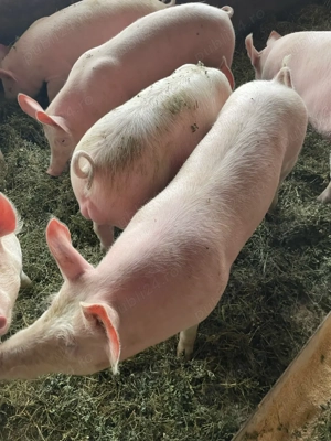 Vand grostei !! - imagine 4