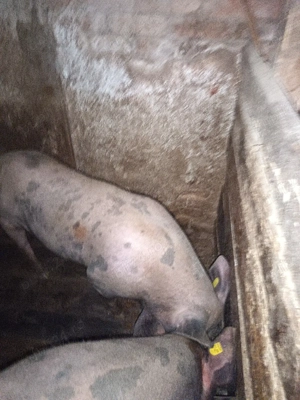 vand 2 porci - imagine 3