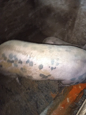 vand 2 porci - imagine 5