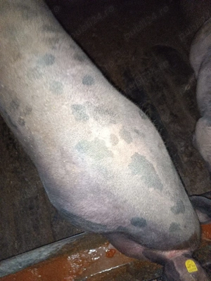 vand 2 porci - imagine 4