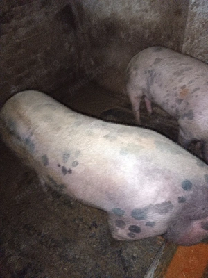 vand 2 porci - imagine 2