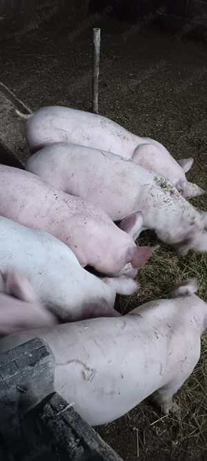 purcei de crescut  - imagine 2