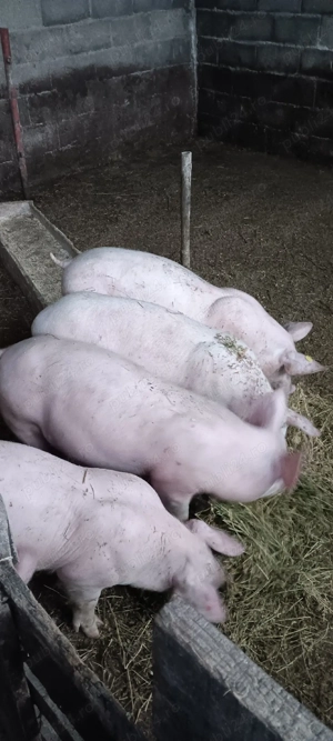 purcei de crescut  - imagine 3