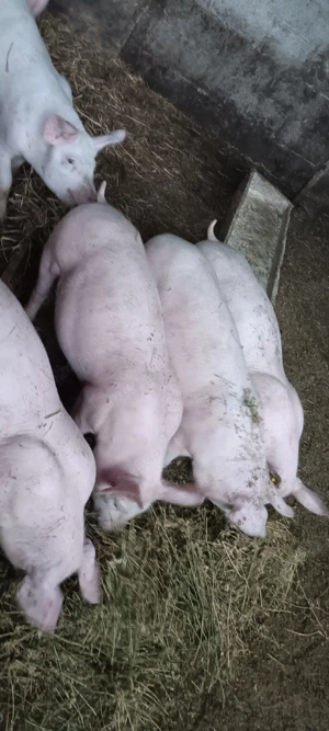 purcei de crescut  - imagine 4