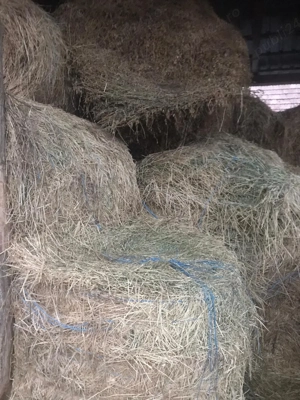 Baloti lucerna - imagine 2