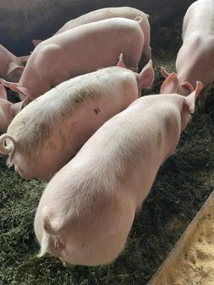 Vand grostei !! - imagine 3