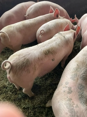 vand grostei - imagine 2