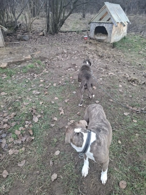 Vand doi caini amstaff - imagine 2