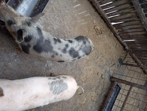 Grăsuni marele alb  - imagine 2