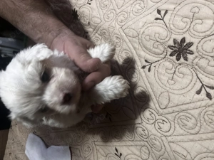 Câine Bichon Maltez 