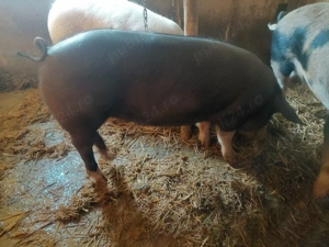 porci de vinzare - imagine 2