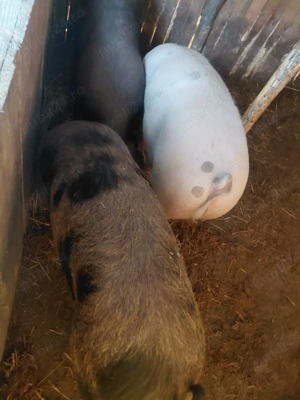 porci de vinzare - imagine 5