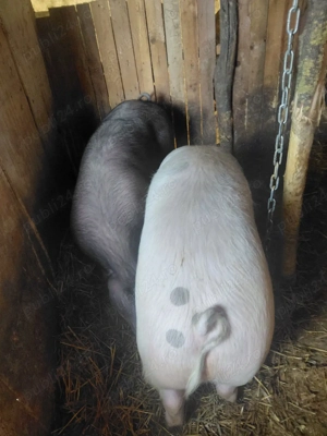 porci de vinzare - imagine 4