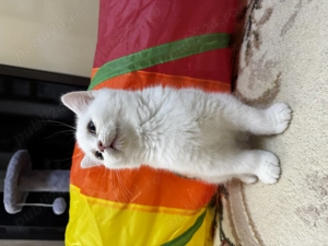 British shorthair white - imagine 2