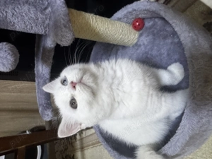 British shorthair white