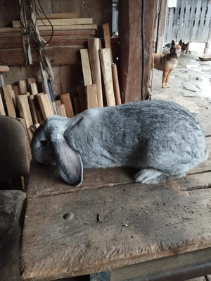 mascul berbec german - imagine 4