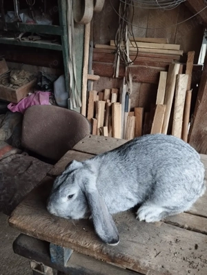 mascul berbec german - imagine 2