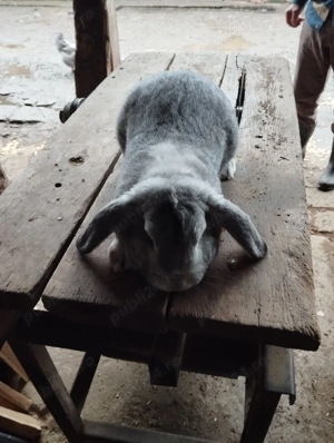 mascul berbec german - imagine 3