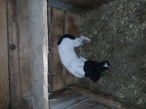 Catel brac german ! - imagine 2