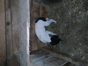 Catel brac german ! - imagine 3