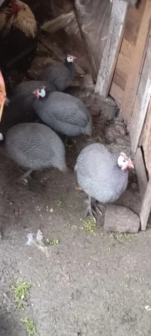 De vânzare bibilici  - imagine 2