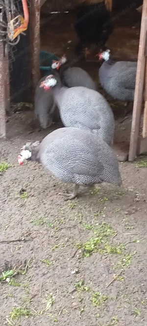 De vânzare bibilici  - imagine 4