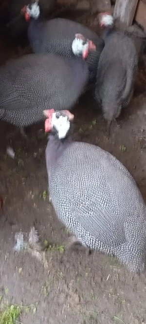 De vânzare bibilici  - imagine 3