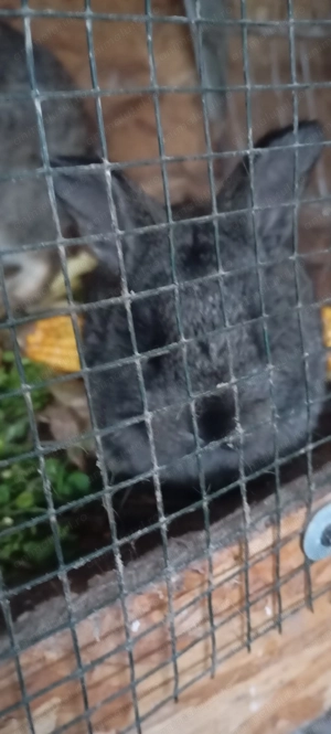 De vânzare iepurasi - imagine 2