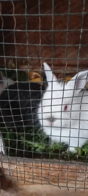 De vânzare iepurasi - imagine 4