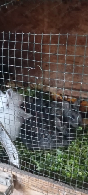 De vânzare iepurasi - imagine 3