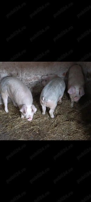 șoldani de vânzare  - imagine 3