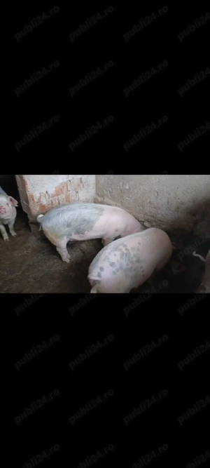 șoldani de vânzare 