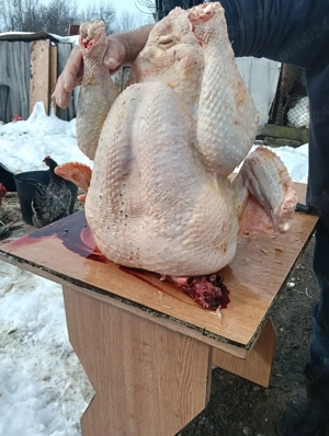 vand curcani  - imagine 2