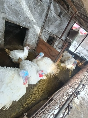 vand curcani  - imagine 3