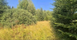 Vatra Dornei - Saru Dornei, Teren S = 6450 mp; La 13 km de Vatra Dornei si la 6 km de Calimani - imagine 5