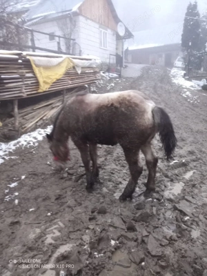 Mânză           - imagine 2