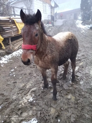 Mânză           - imagine 5