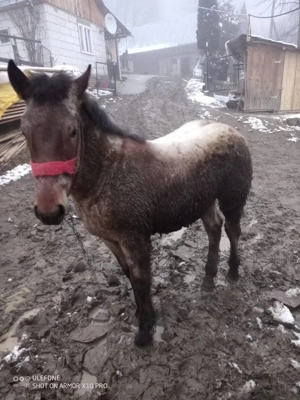 Mânză           - imagine 3