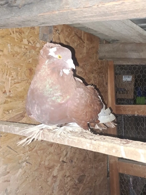 Porumbei de vânzare - imagine 3