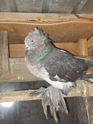 Porumbei de vânzare - imagine 2