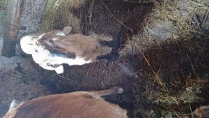 Tapusori anglo nubiene rasa pura