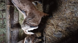 Tapusori anglo nubiene rasa pura - imagine 2