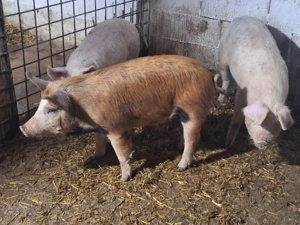 de vanzare soldani de carne  - imagine 4