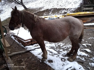 Iapă :::::::::: - imagine 2