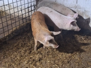 de vanzare soldani de carne  - imagine 2