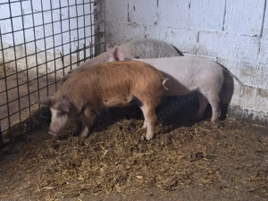 de vanzare soldani de carne  - imagine 5