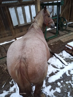 Iapă :::::::::: - imagine 4