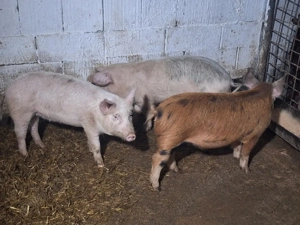 de vanzare soldani de carne  - imagine 3