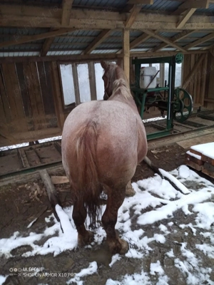 Iapă :::::::::: - imagine 5