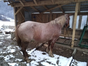 Iapă :::::::::: - imagine 3